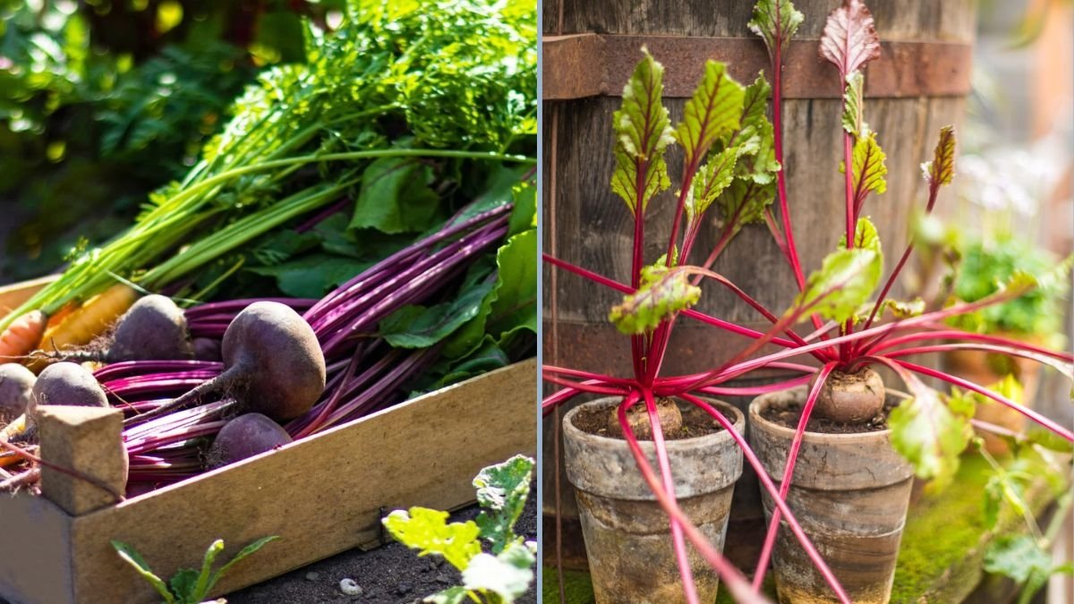 How to Harvest Beet Greens the Right Way: A Complete Gardener’s Guide