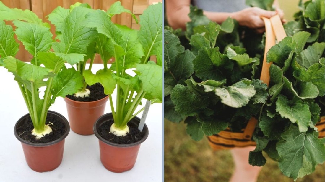 How to Plant Turnip Greens: A Complete Step-by-Step Guide for Beginners
