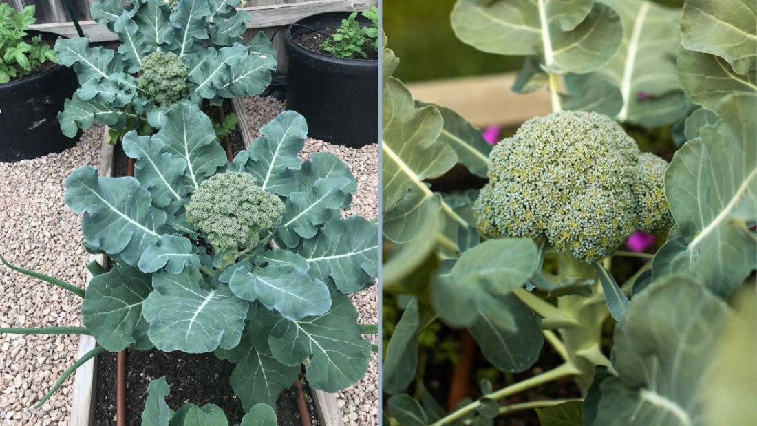 How to Plant Broccolini: A Complete Edible Gardening Guide for Beginners