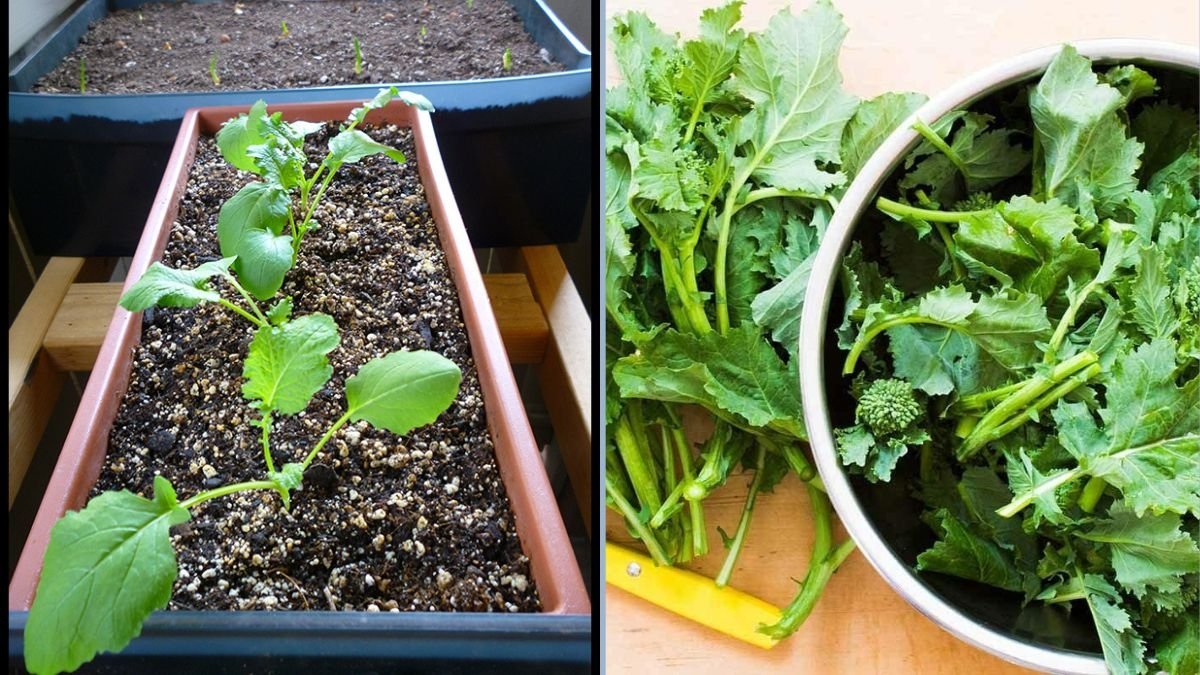 Growing and Enjoying Broccoli Rabe (Rapini) from Seed: A Complete Home Gardener’s Guide