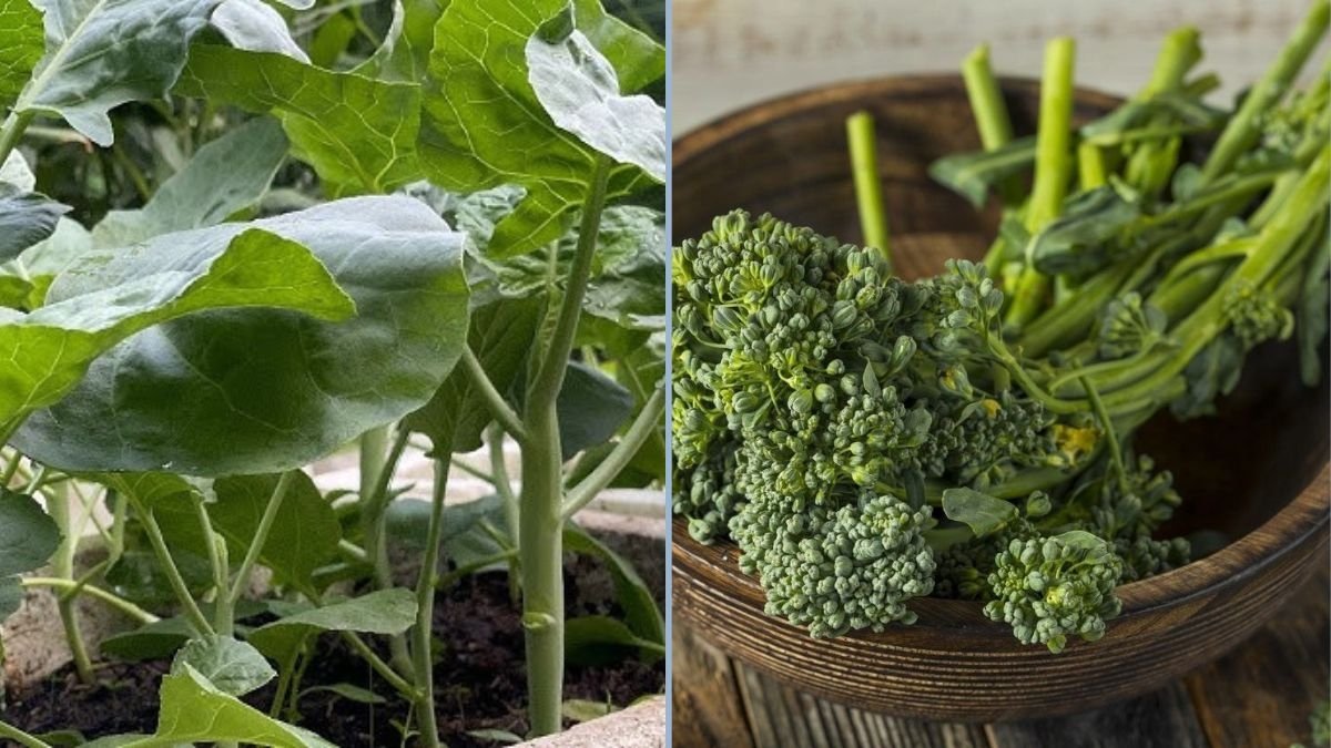 How to Grow and Cook Kailaan (Chinese Broccoli): A Complete Home Gardening Guide