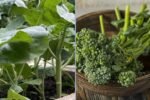 How to Grow and Cook Kailaan (Chinese Broccoli): A Complete Home Gardening Guide