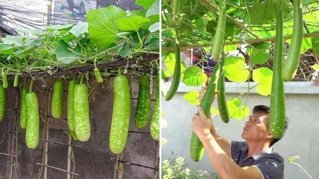 You Won’t Believe How Easy It Is to Grow Gourds in Plastic Containers — Abundant Harvest Made Simple!