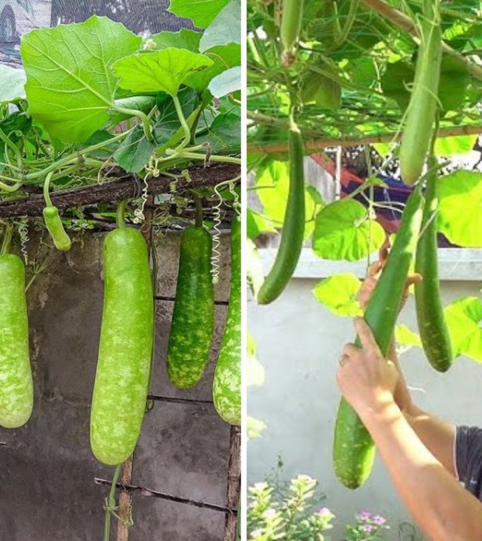 You Won’t Believe How Easy It Is to Grow Gourds in Plastic Containers — Abundant Harvest Made Simple!