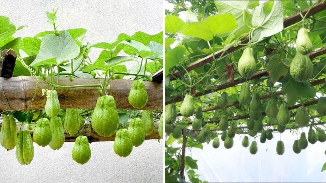 Unexpectedly Easy: How to Grow Chayote at Home and Enjoy an Abundant Harvest of Fruits