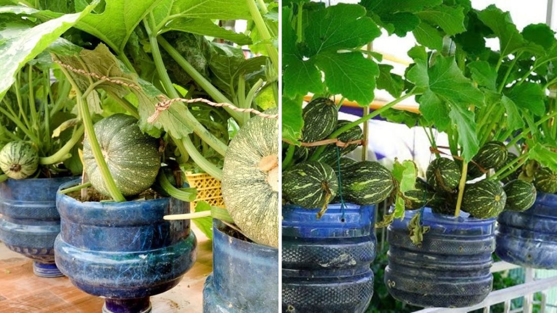Miracle Harvest: How I Grew Abundant Zucchini on My Terrace with Simple Techniques