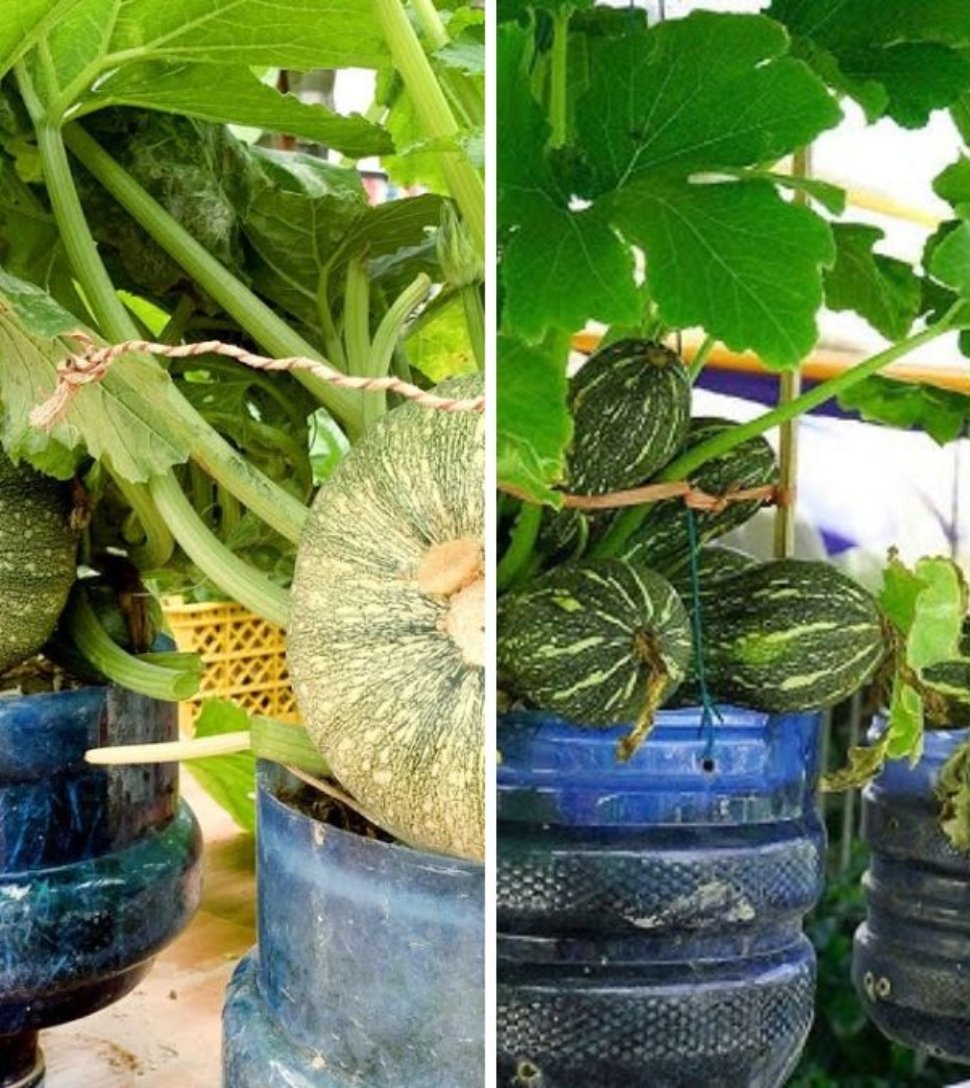 Miracle Harvest: How I Grew Abundant Zucchini on My Terrace with Simple Techniques