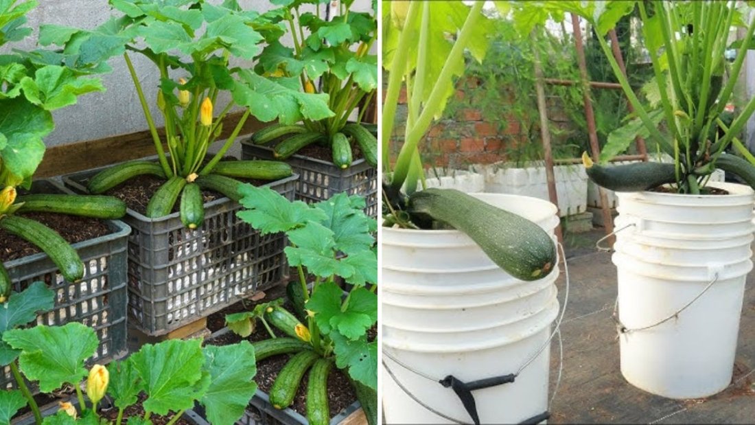 Why Growing Zucchini at Home Is So Easy — The Ultimate Guide to a Bountiful Harvest