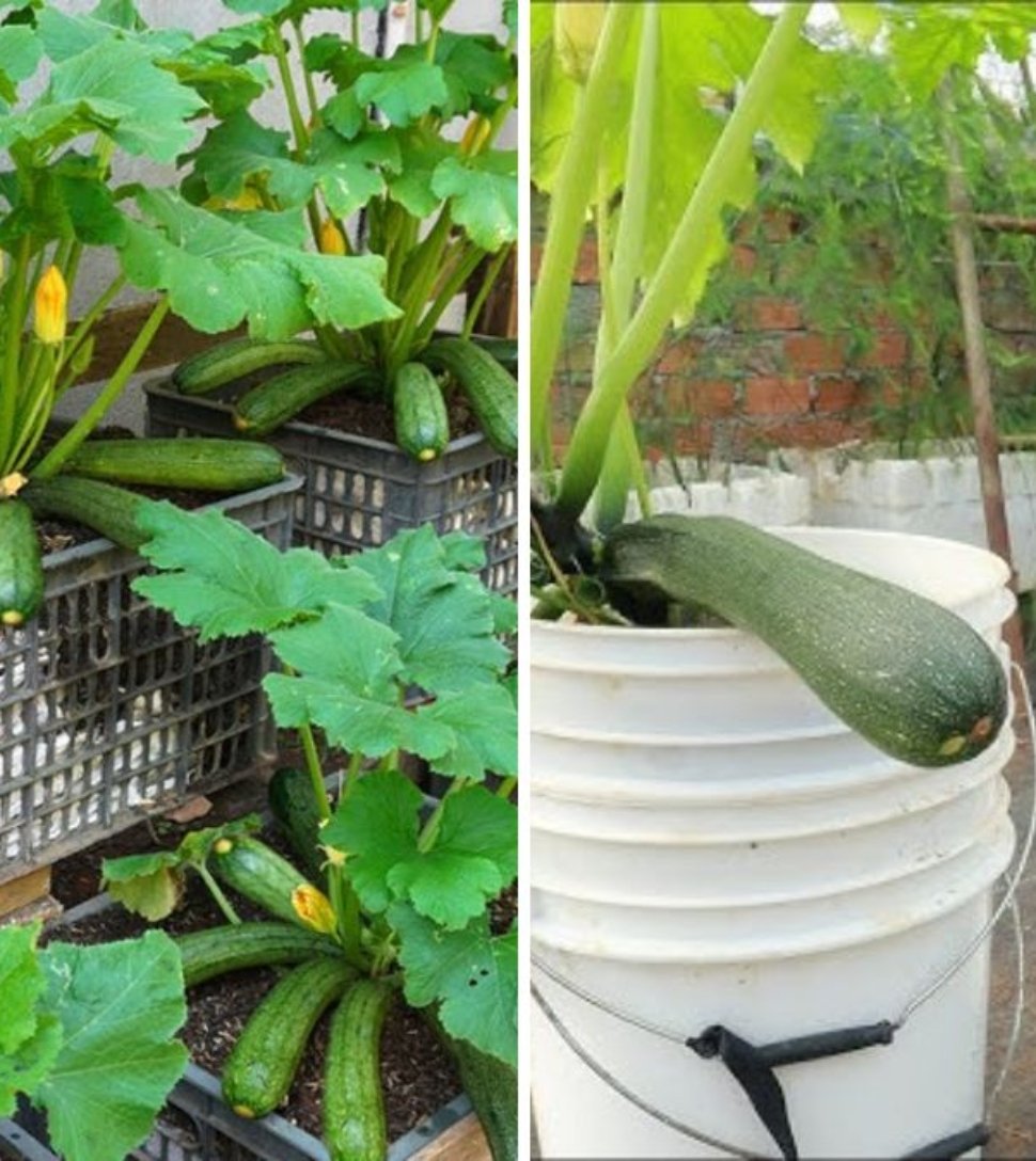 Why Growing Zucchini at Home Is So Easy — The Ultimate Guide to a Bountiful Harvest