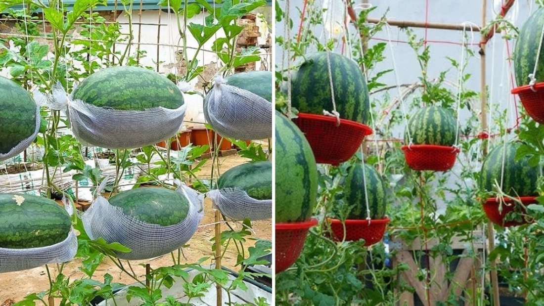 How to Grow Watermelon in a Hanging Hammock: Big, Sweet Fruits Made Easy for Beginners