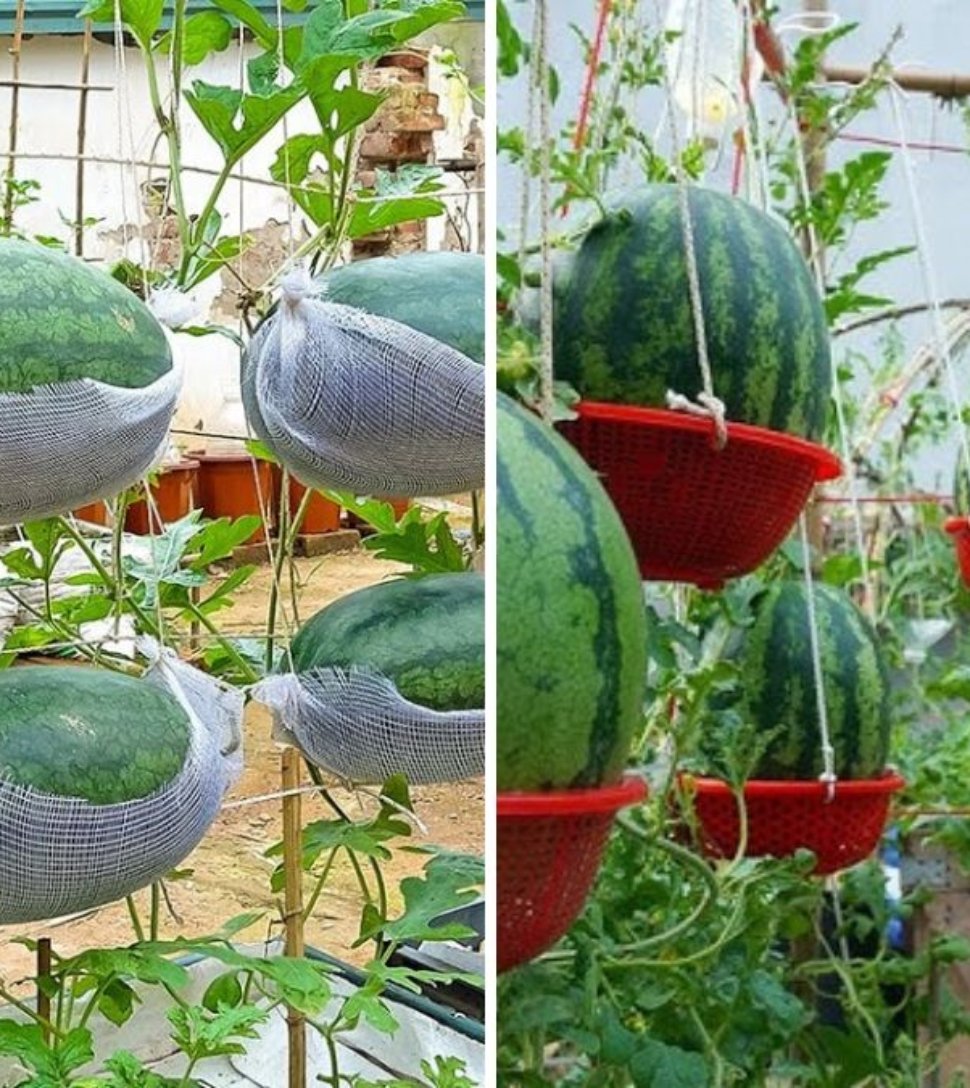How to Grow Watermelon in a Hanging Hammock: Big, Sweet Fruits Made Easy for Beginners