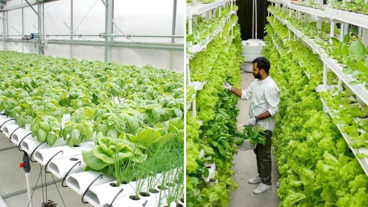 Revolutionizing Farming: How Hydroponic Technology is Transforming Lettuce Cultivation in 2020 and Beyond