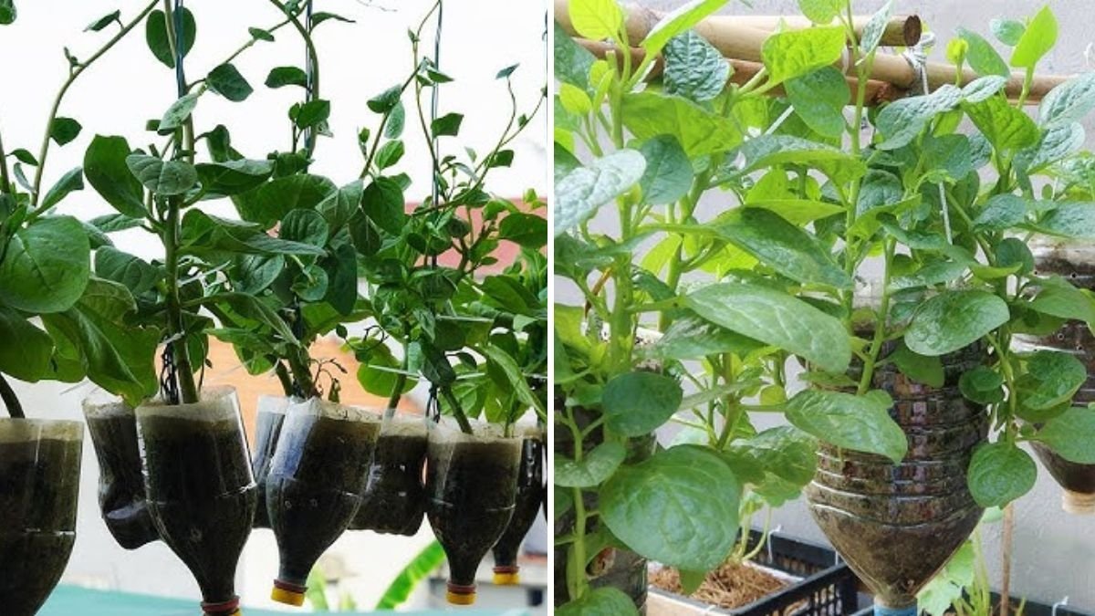 How to Grow Spinach in Plastic Bottles: A Smart and Space-Saving Gardening Technique for Fresh Greens All Year