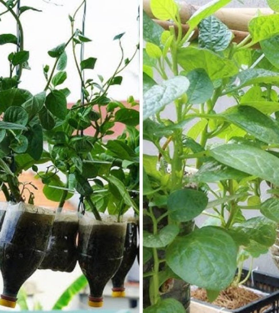 How to Grow Spinach in Plastic Bottles: A Smart and Space-Saving Gardening Technique for Fresh Greens All Year