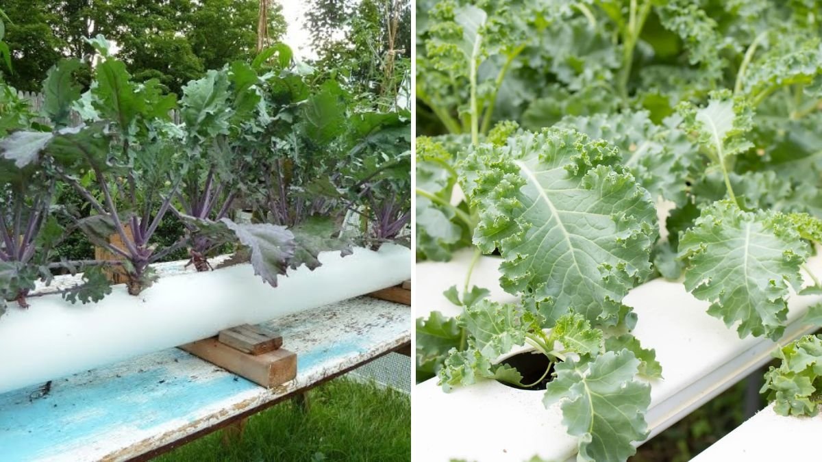 Unveiling Kale Cultivation with Modern Technology: Inside the Future of Kale Farming, Automation, and Smart Processing