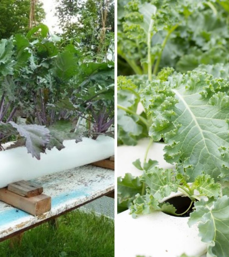 Unveiling Kale Cultivation with Modern Technology: Inside the Future of Kale Farming, Automation, and Smart Processing