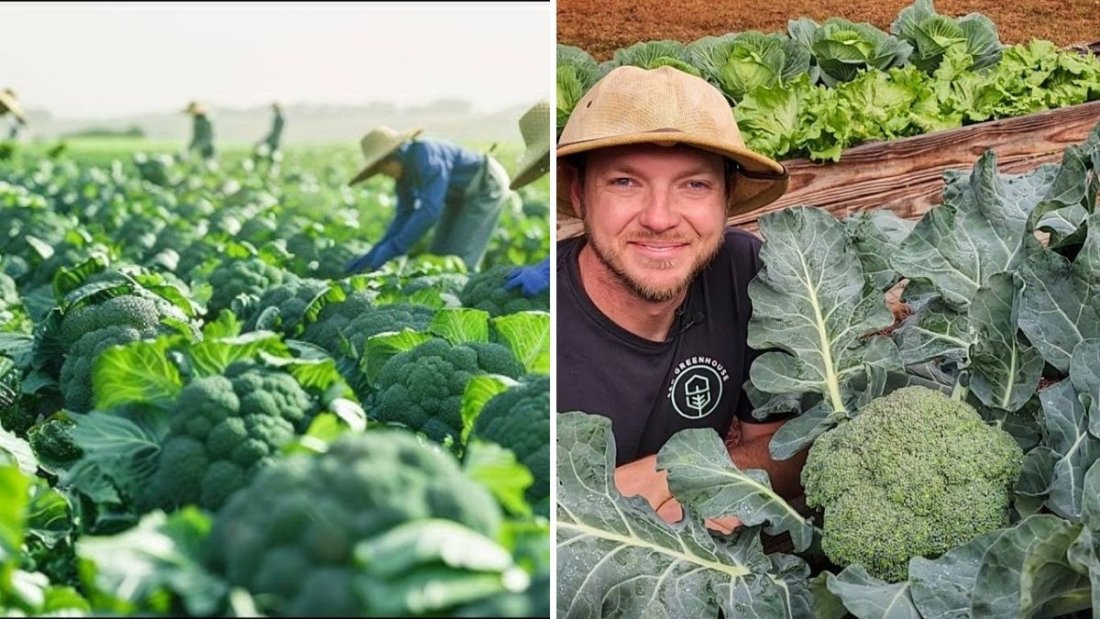 How Farmers Harvest Tons of Broccoli | Inside the World of High-Tech Broccoli Farming and Processing