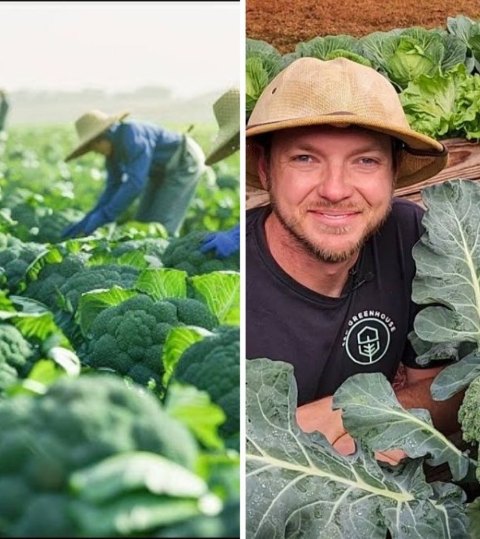 How Farmers Harvest Tons of Broccoli | Inside the World of High-Tech Broccoli Farming and Processing