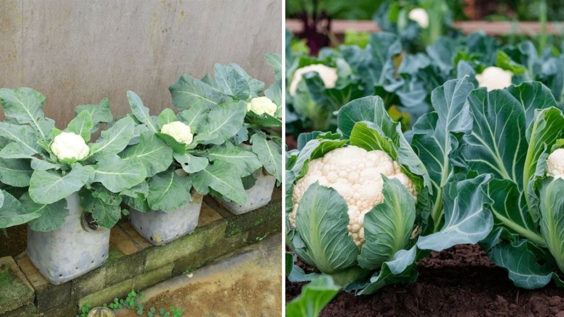 Cauliflower Farming Revolution: Japanese Technology and Inline Purple Cauliflower Cultivation on Rooftops
