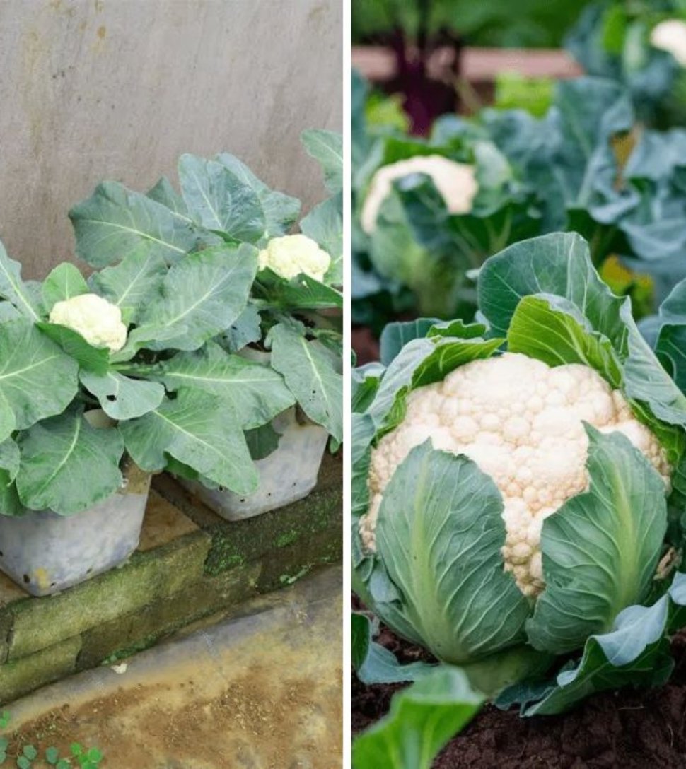 Cauliflower Farming Revolution: Japanese Technology and Inline Purple Cauliflower Cultivation on Rooftops