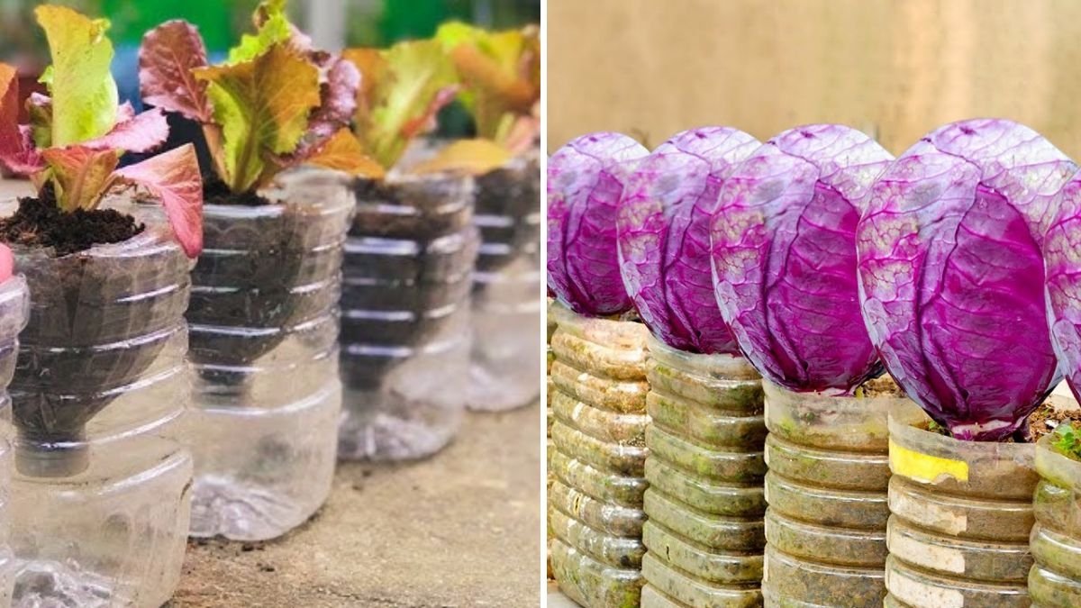 From Waste to Wonder: How to Grow a Stunning Purple Cabbage Garden Using Old Plastic Bottles