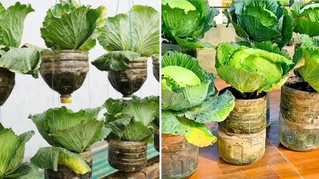 You’ll Be Amazed! How to Grow Giant Cabbages Using Old Plastic Bottles — Simple and Effective DIY Gardening Trick