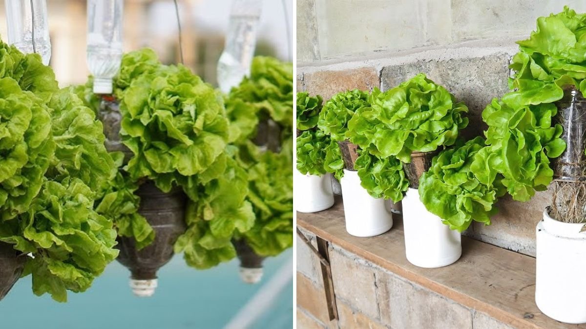 Grow Lettuce Without Constant Watering: The Smart Plastic Bottle Gardening Trick You’ll Love!