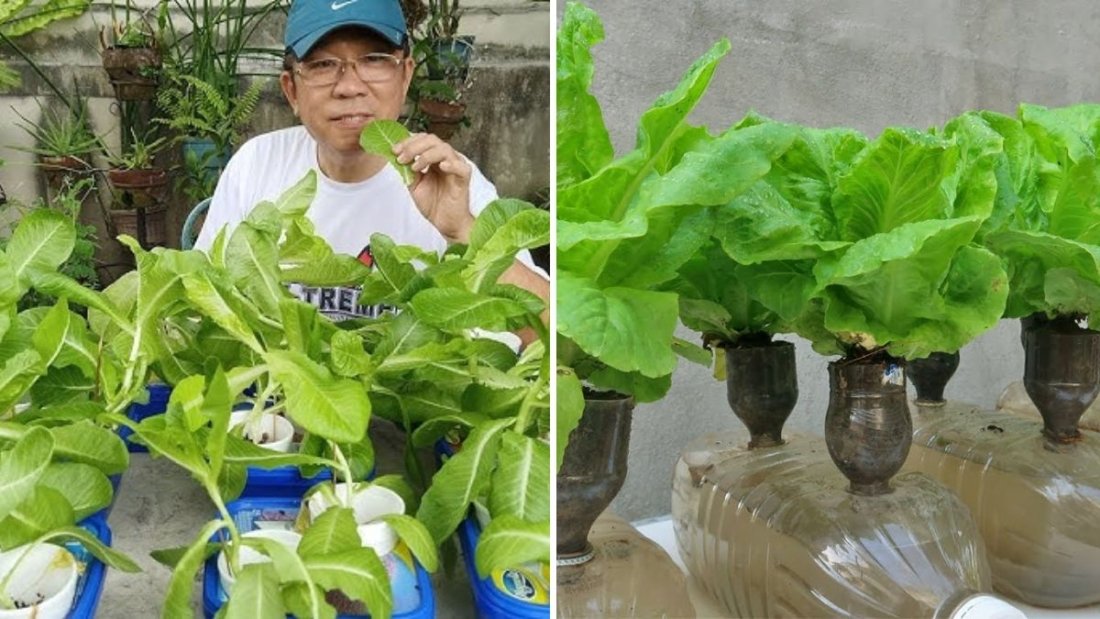 How to Grow Lettuce in Plastic Containers: Easy Hydroponic Lettuce Gardening in a Cup
