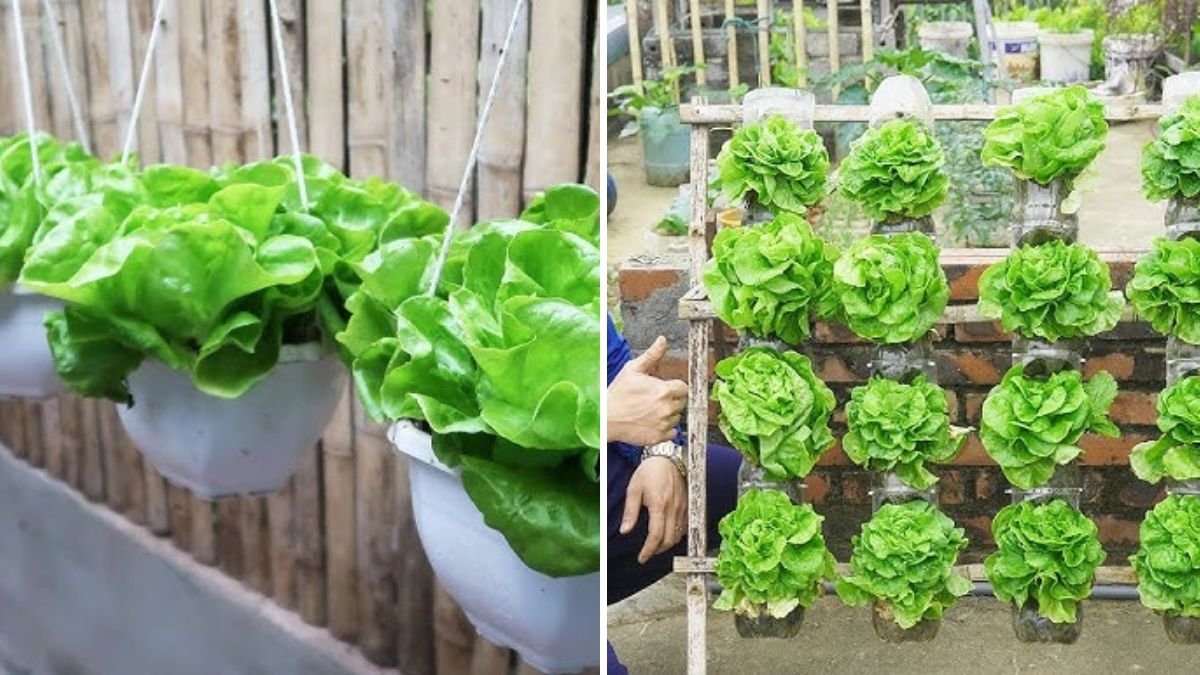 How to Grow Crisp Iceberg Lettuce at Home in Hanging Plastic Bottles – Step-by-Step from Seed to Harvest