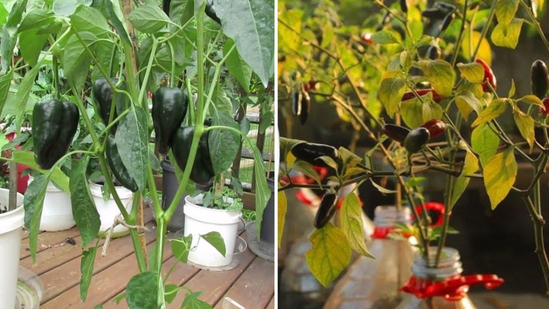 Growing Poblano Peppers: A Complete Guide to Cultivating Flavorful and Mildly Spicy Harvests at Home