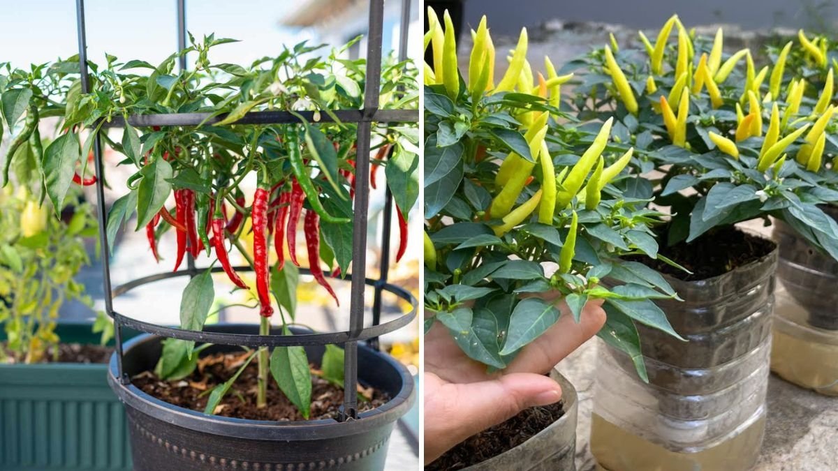 How to Grow Serrano Peppers in Containers and Bottles: A Complete Guide for Beginners