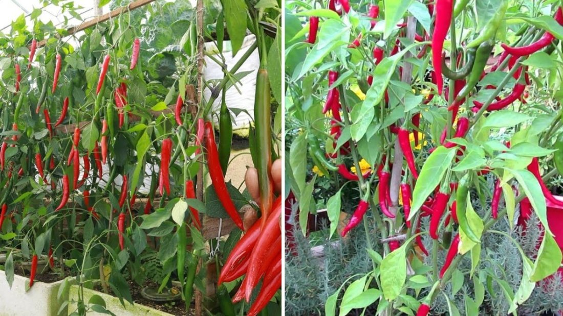Container Gardening: The Ultimate Guide to Growing Cayenne Peppers at Home