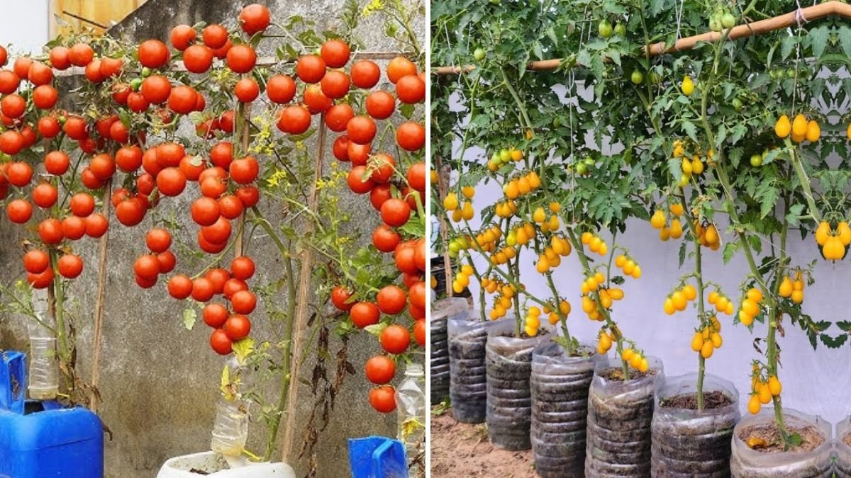 Unbelievable! How to Grow Yellow Cherry Tomatoes Without Any Gardening Experience