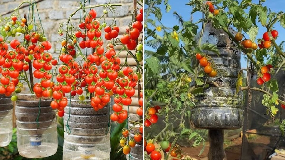 Easy Way to Grow Roma Tomato Plants in Plastic Hanging Bottles | Step-by-Step Guide from Seed to Harvest