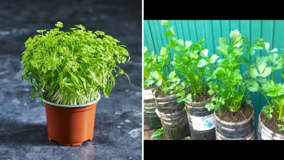 New Methods: How to Grow Chervil from Seeds in Plastic Bottles Easily at Home