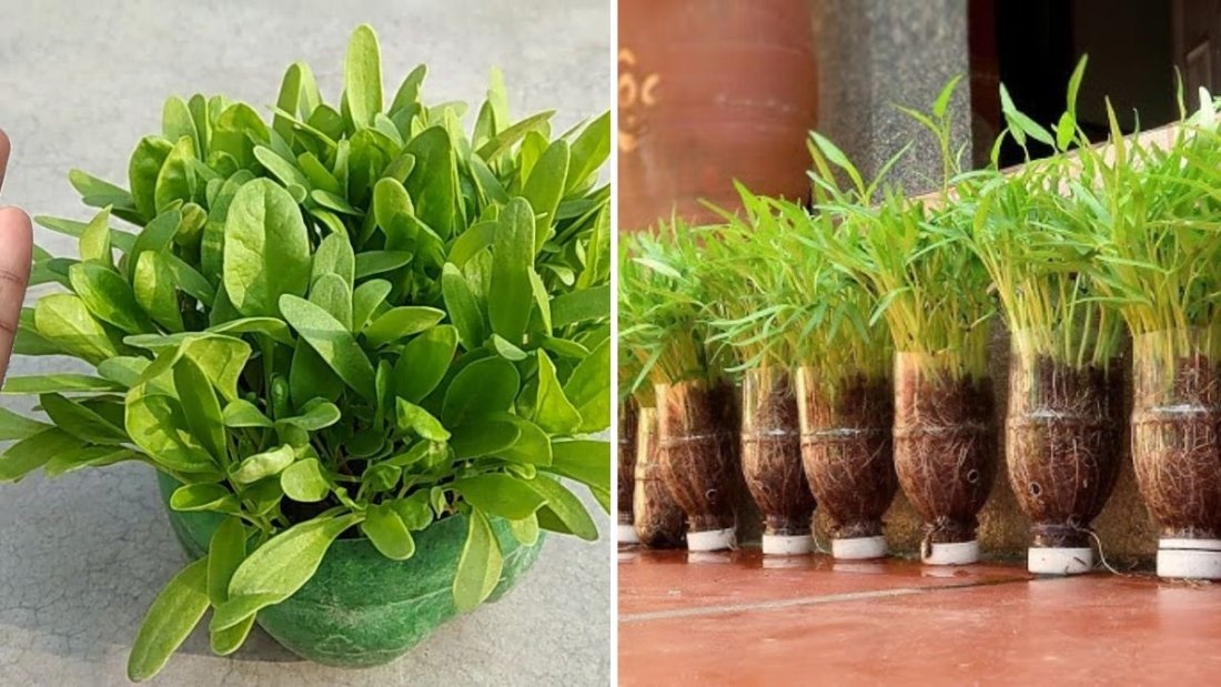 How to Grow Spinach in Waste Plastic Bottles | Easy Step-by-Step Guide to Growing Vegetables from Seeds