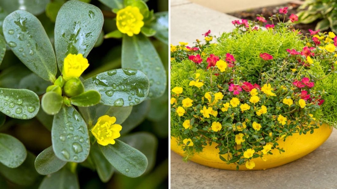 Best Method to Grow Purslane in Plastic Bottles | Step-by-Step Guide to Growing Purslane from Cuttings