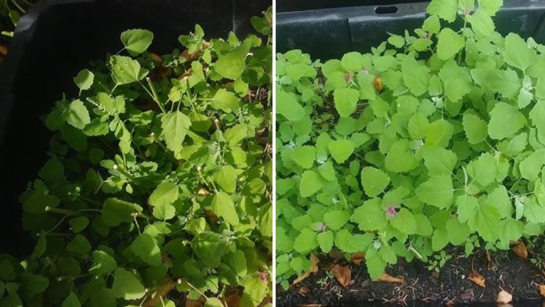 How to Harvest Lamb’s Quarters (Bathua) for Maximum Yield and Flavor