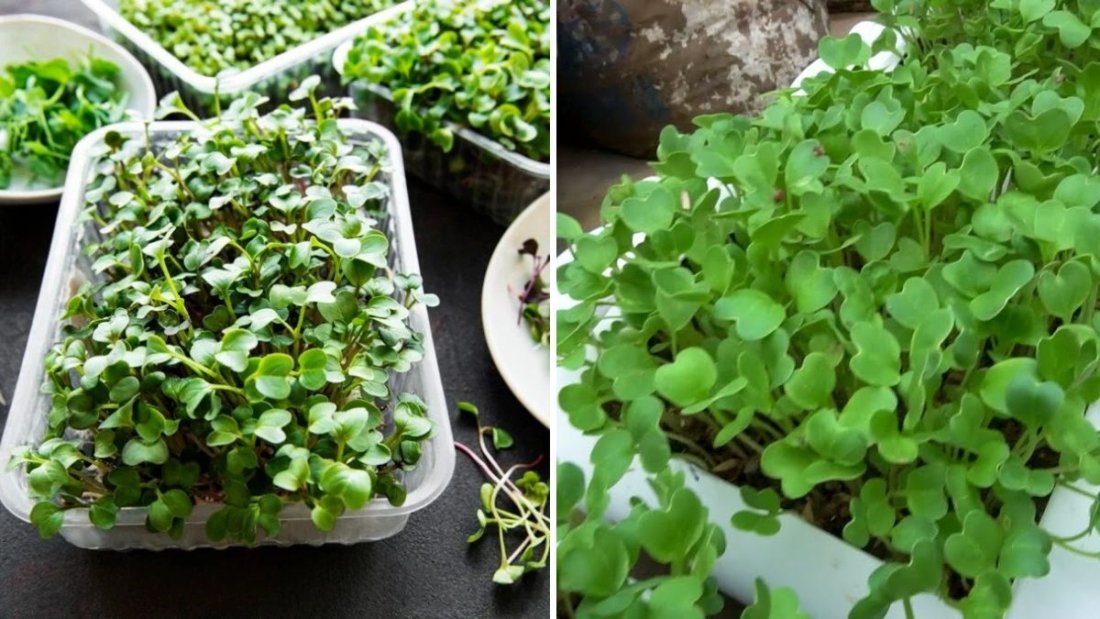 How to Grow Cress in Plastic Containers and Harvest in Just 7 Days – A Quick Guide for Beginners