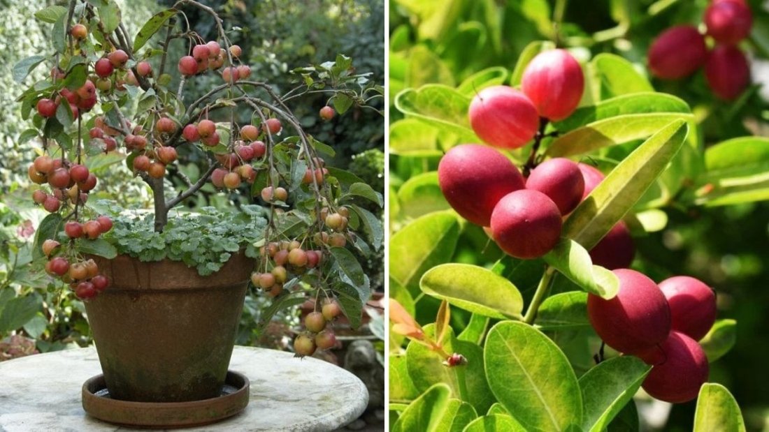 Miracle Fruit Tree Malayalam Guide: How to Grow Fruit Plants in Pots for Successful Container Gardening