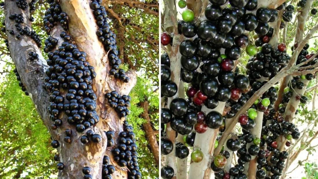 How to Plant and Grow a Jabuticaba Tree (Brazilian Grape): Complete Guide for Home Gardeners