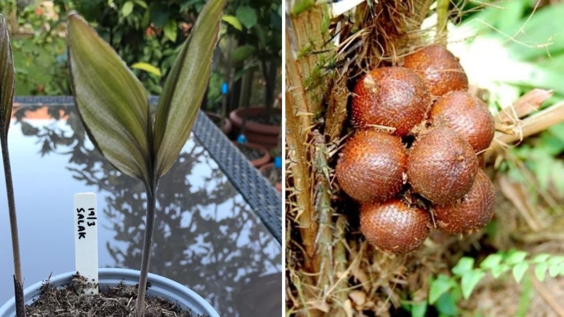 How to Grow Salak (Snake Fruit) Plant from Seeds: A Complete Step-by-Step Guide