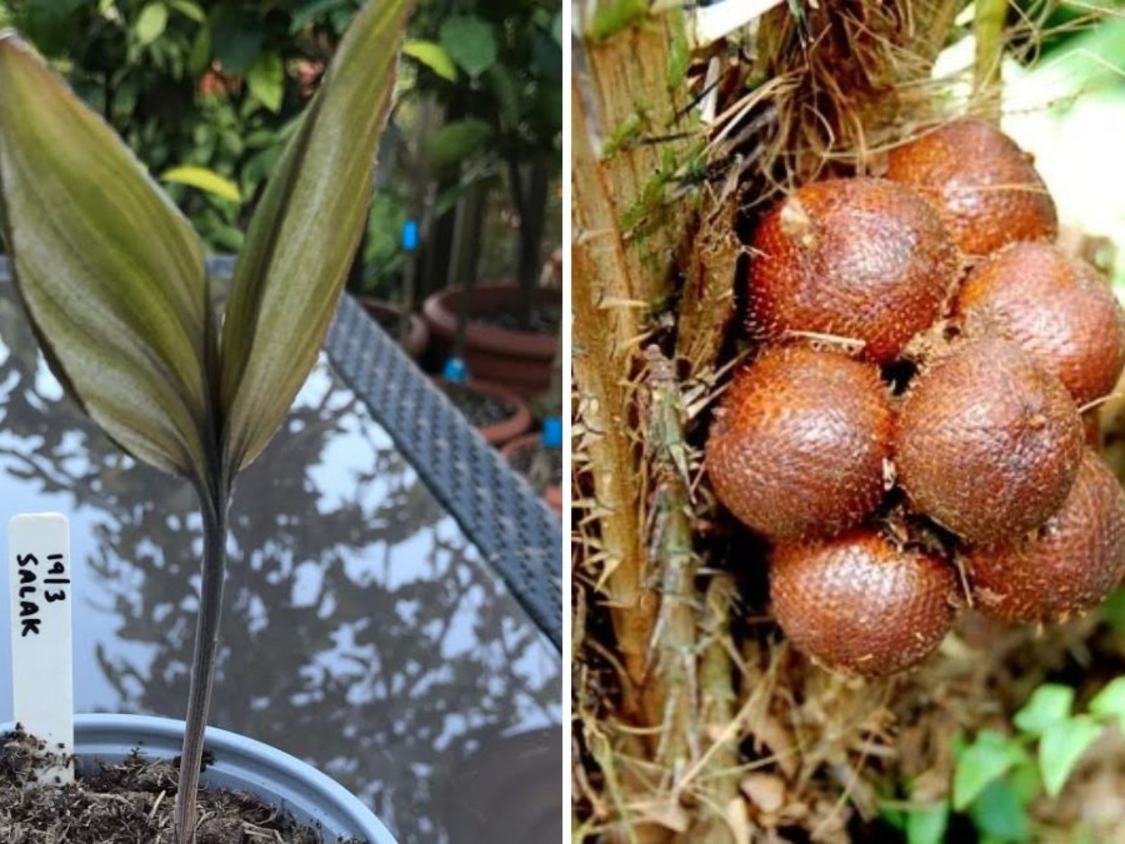 How to Grow Salak (Snake Fruit) Plant from Seeds: A Complete Step-by-Step Guide