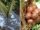 How to Grow Salak (Snake Fruit) Plant from Seeds: A Complete Step-by-Step Guide