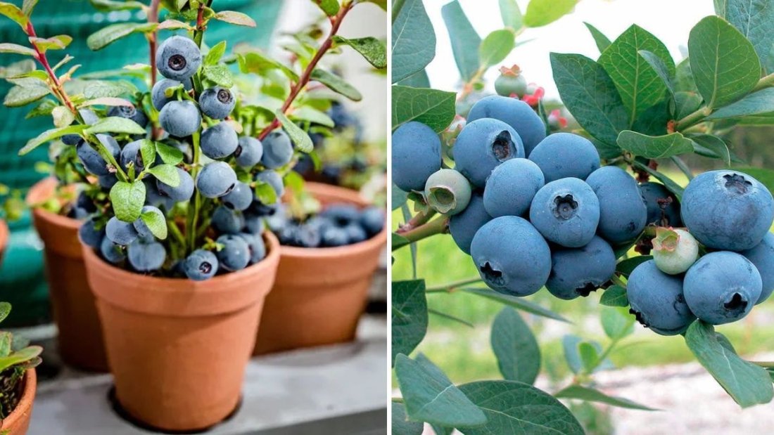 Sowing Bilberry and Strawberry Seeds: A Complete Guide to Growing These Delicious Berries from Scratch