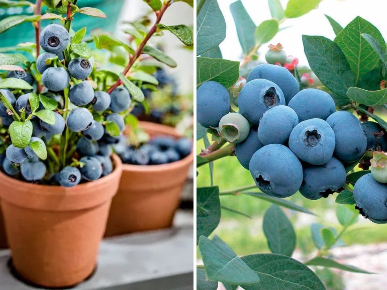 Sowing Bilberry and Strawberry Seeds: A Complete Guide to Growing These Delicious Berries from Scratch
