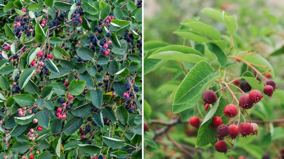 How to Grow Serviceberry from Seed from Start to Finish: A Complete Step-by-Step Guide
