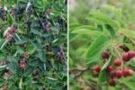 How to Grow Serviceberry from Seed from Start to Finish: A Complete Step-by-Step Guide