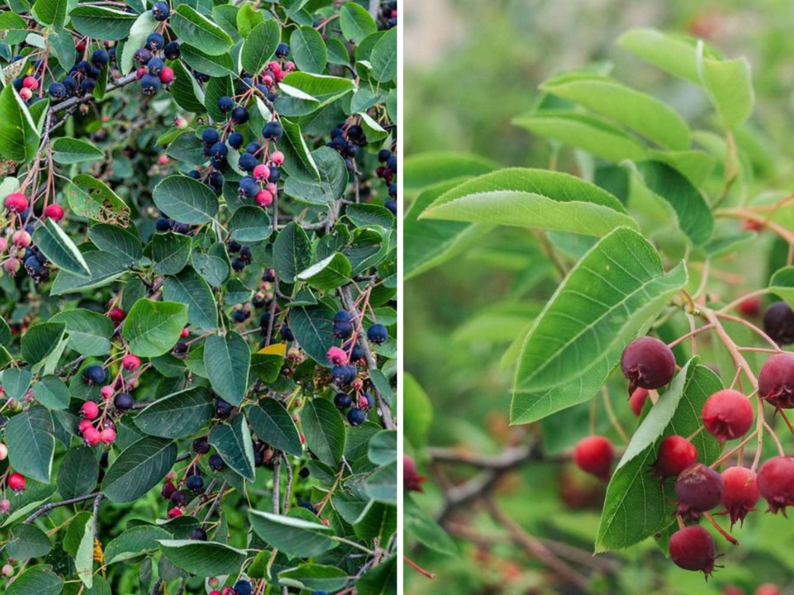 How to Grow Serviceberry from Seed from Start to Finish: A Complete Step-by-Step Guide