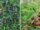 How to Grow Serviceberry from Seed from Start to Finish: A Complete Step-by-Step Guide
